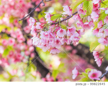満開の寒緋桜 満開の寒緋桜 99822645