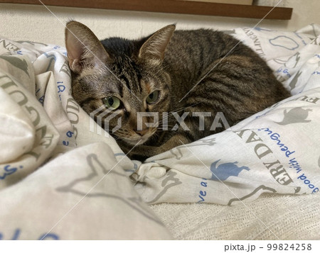 ベットの掛け布団にうずくまるキジトラの猫ちゃんです。 99824258