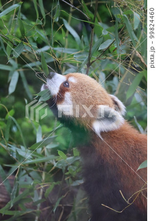 食事中のレッサーパンダ 99824460
