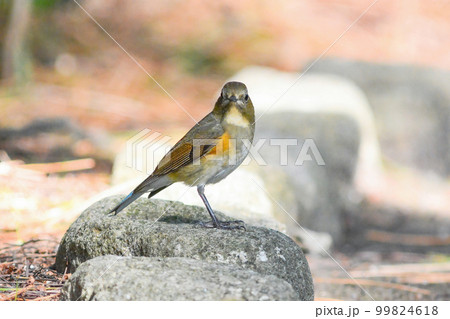 ルリビタキの若鳥 ルリビタキの若鳥 99824618