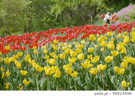 敵 春 赤色 99824696