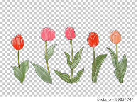 Tulip Tulip 99824744