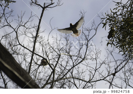 ヒレンジャクの飛翔 ヒレンジャクの飛翔 99824758