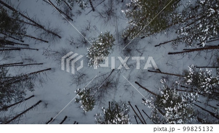 View of the spruce from above. Tall firs in the winter forest. Broken trees and branches lie on the snow. Drone view. View of the spruce from above. Tall firs in the winter forest. Broken trees and branches lie on the snow. Drone view. 99825132