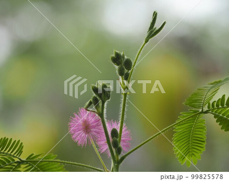 オジギソウの花 99825578
