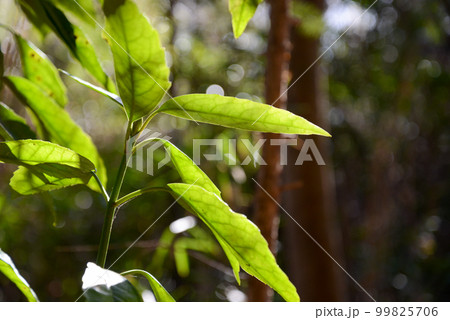 樹木の表情 日差しで葉脈が透けるアオキ 樹木の表情 日差しで葉脈が透けるアオキ 99825706