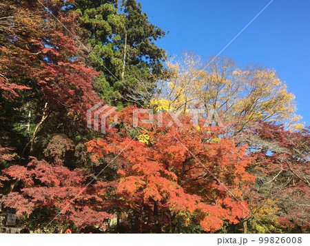 秋の昼下がり、高尾山麓清滝駅付近の紅葉(その3) 秋の昼下がり、高尾山麓清滝駅付近の紅葉(その3) 99826008