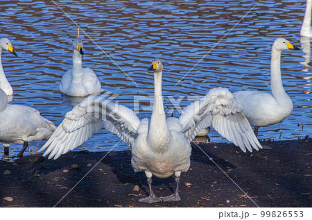 栃木県大田原市 羽田沼野鳥公園の白鳥の写真素材 [99826553] - PIXTA