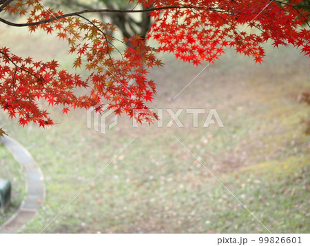 紅葉した猿投運動公園のモミジとコピースペース 99826601