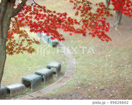 紅葉した猿投運動公園のモミジとコピースペース 紅葉した猿投運動公園のモミジとコピースペース 99826602