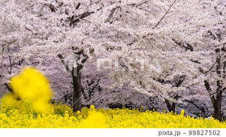 赤城南面千本桜と菜の花 赤城南面千本桜と菜の花 99827502