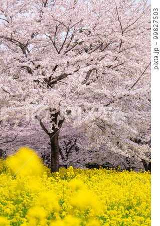 赤城南面千本桜と菜の花 赤城南面千本桜と菜の花 99827503