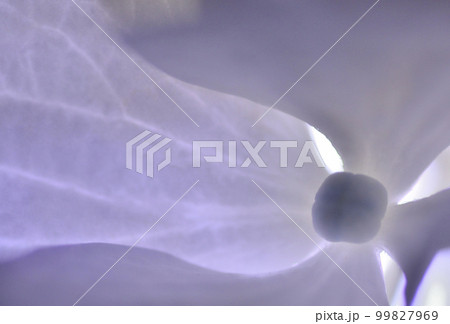 梅雨に咲いた紫の紫陽花 99827969