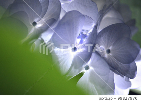 梅雨に咲いた紫の紫陽花 99827970