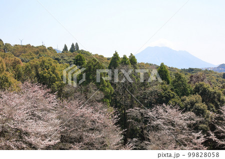 鹿児島市青少年研修センターから見る桜と桜島 鹿児島市青少年研修センターから見る桜と桜島 99828058