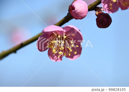 早春の花 梅の花 (クロズアップ) 99828105