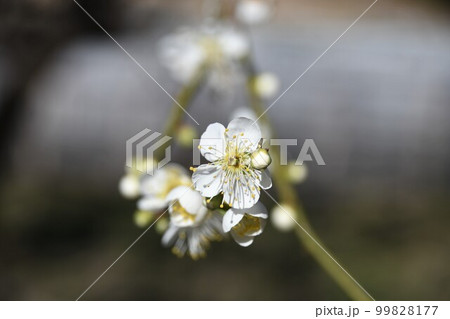 早春の花 梅の花 (クロズアップ) 99828177