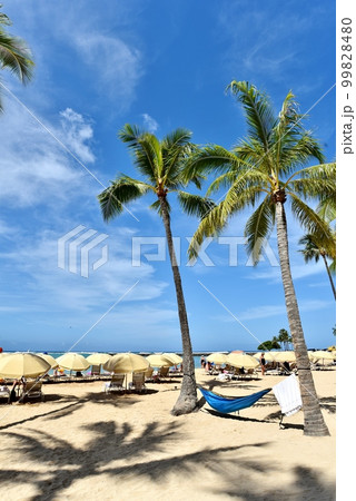 ハワイの休日 99828480