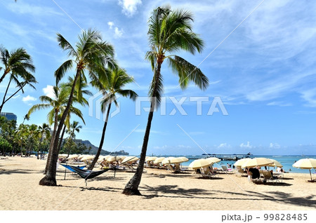 ハワイの休日 ハワイの休日 99828485