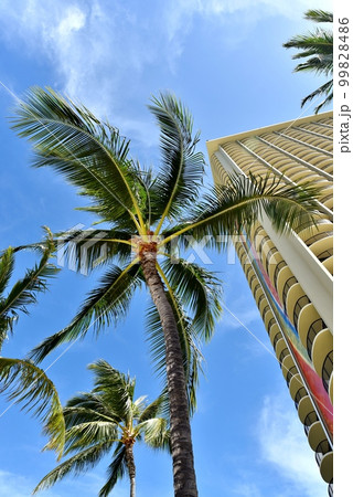 ハワイの休日 ハワイの休日 99828486