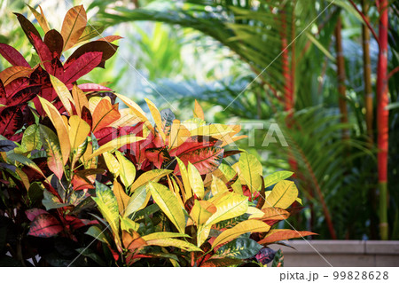 クロトン 熱帯植物 クロトン 熱帯植物 99828628