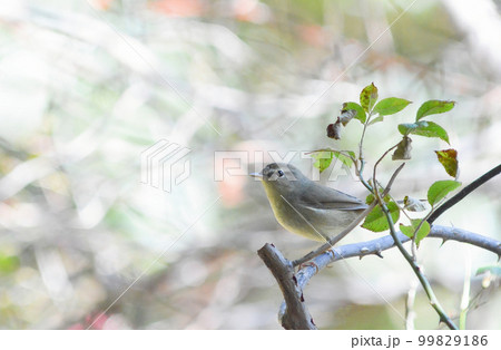 センダイムシクイ (仙台虫喰) 夏鳥 センダイムシクイ (仙台虫喰) 夏鳥 99829186