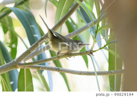 センダイムシクイ　(仙台虫喰)　夏鳥 99829194