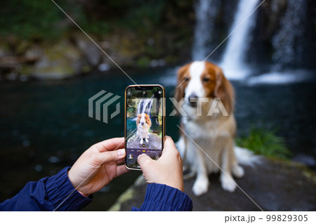 滝を背景にスマホで記念写真を撮られるコーイケルホンディエ 99829305