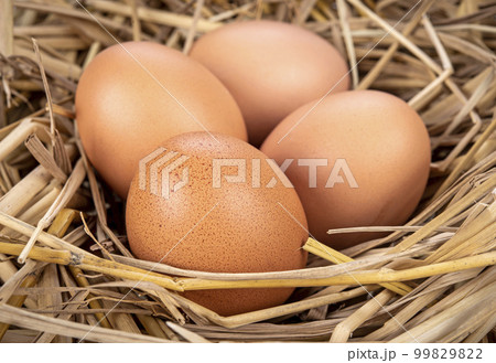 chicken eggs on rice straw chicken eggs on rice straw 99829822