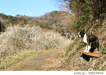 ゆずの里毛呂山町の奥武蔵遊歩道のベンチで里山を眺めるボストンテリアのマイティと青空に白梅の風景 ゆずの里毛呂山町の奥武蔵遊歩道のベンチで里山を眺めるボストンテリアのマイティと青空に白梅の風景 99829848