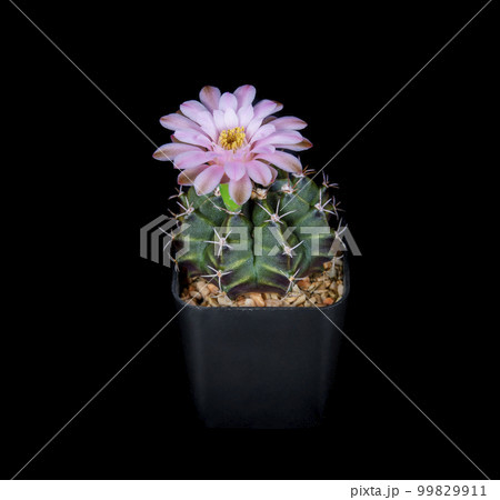 Close up of Mini Cactus, small cactus plant in pot Close up of Mini Cactus, small cactus plant in pot 99829911