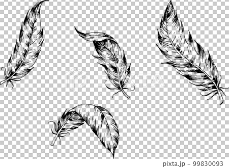 hand drawn pen drawing of bird feather hand drawn pen drawing of bird feather 99830093
