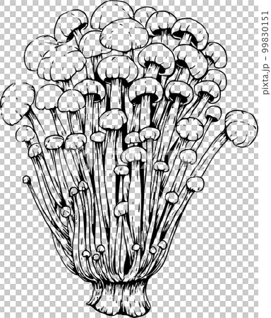 Enoki hand-drawn pen drawing illustration 99830151