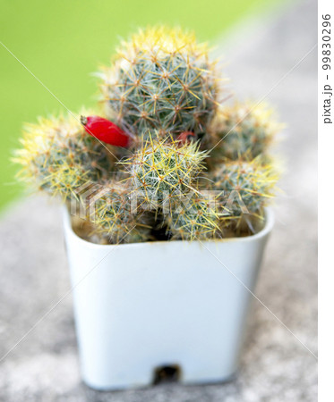 Close up of Mini Cactus, small  cactus plant in pot 99830296