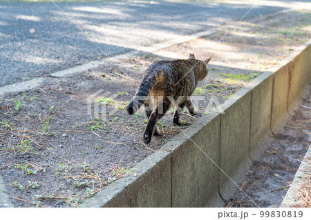 側溝の脇を歩く一匹の野良猫の後ろ姿 側溝の脇を歩く一匹の野良猫の後ろ姿 99830819