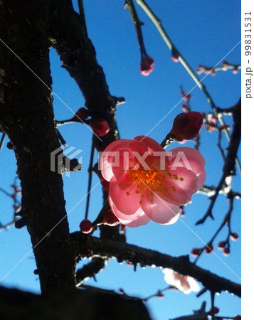 逆光の梅の花と梅の木シルエット 逆光の梅の花と梅の木シルエット 99831531