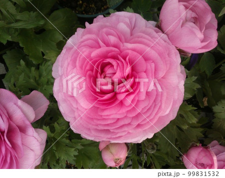 ラナンキュラス ピンク ラナンキュラス ピンク 99831532