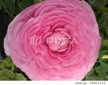 ラナンキュラス ピンク 大輪 ラナンキュラス ピンク 大輪 99831533