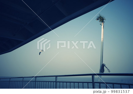 フェリーから見た海上のカモメ 99831537