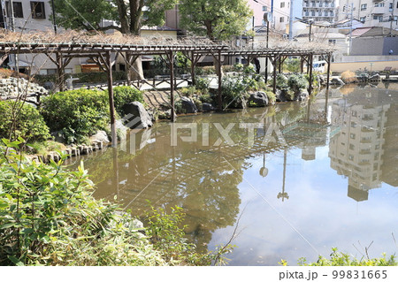 文京区立須藤公園　　池と藤棚　文京区千駄木 99831665