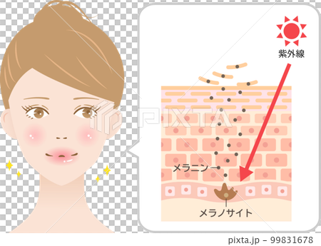 Ultraviolet rays and melanin Mechanism of skin turnover and women cross section 99831678
