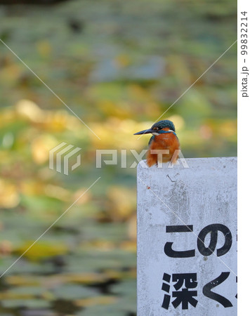 せせらぎ公園のカワセミ せせらぎ公園のカワセミ 99832214