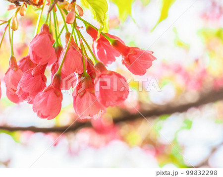 朝日を浴びるの寒緋桜 朝日を浴びるの寒緋桜 99832298