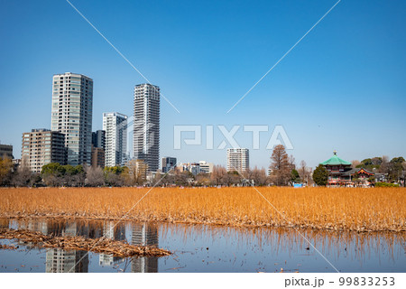 冬の不忍池周りの都市風景 冬の不忍池周りの都市風景 99833253