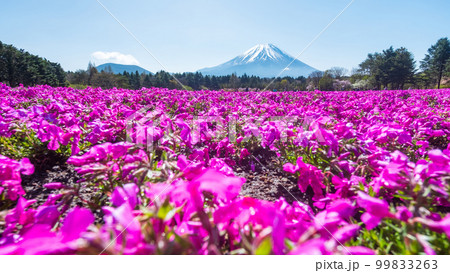 富士芝桜まつり 富士芝桜まつり 99833263