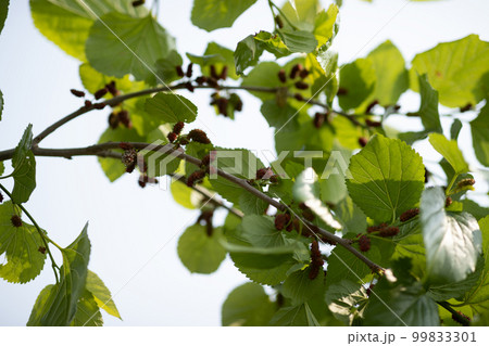 Mulberry growing on tree in spring 99833301