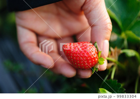 Hand picking strawberry fruit in spring garden 99833304