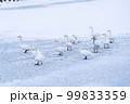 凍った川の上を歩く白鳥 99833359