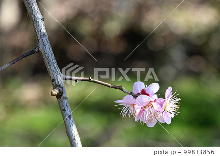 枝垂れ梅 99833856