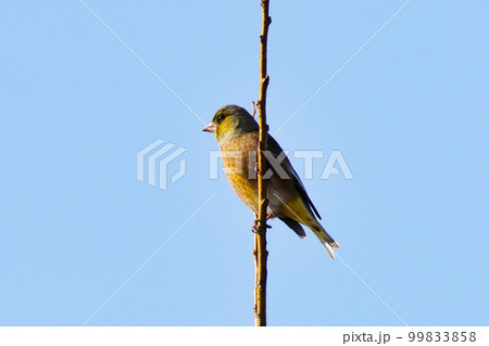 カワラヒワ 99833858